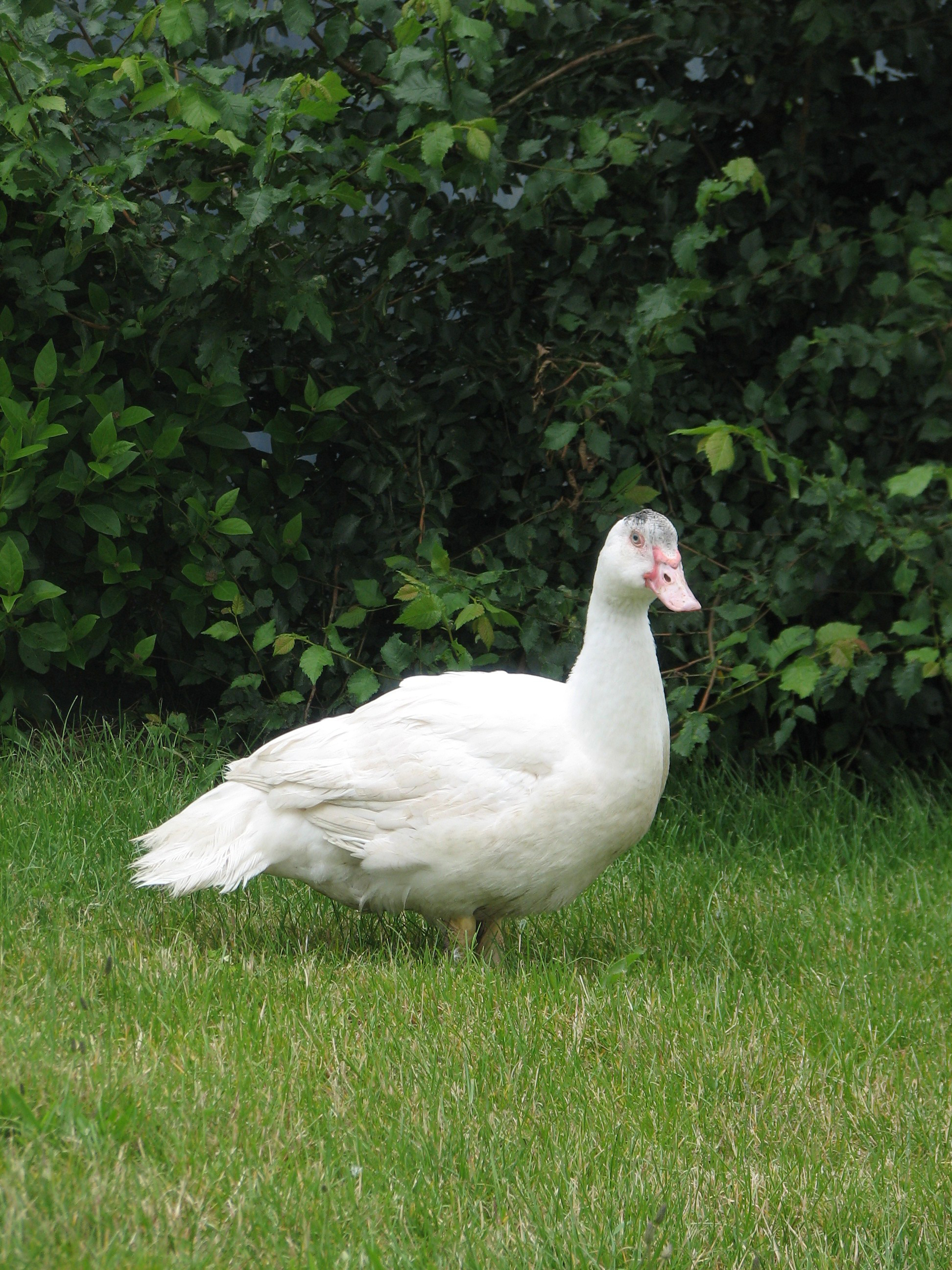FRENCH BARBARIE WHITE DUCK DOWN