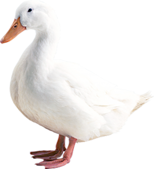 WHITE DUCK DOWN