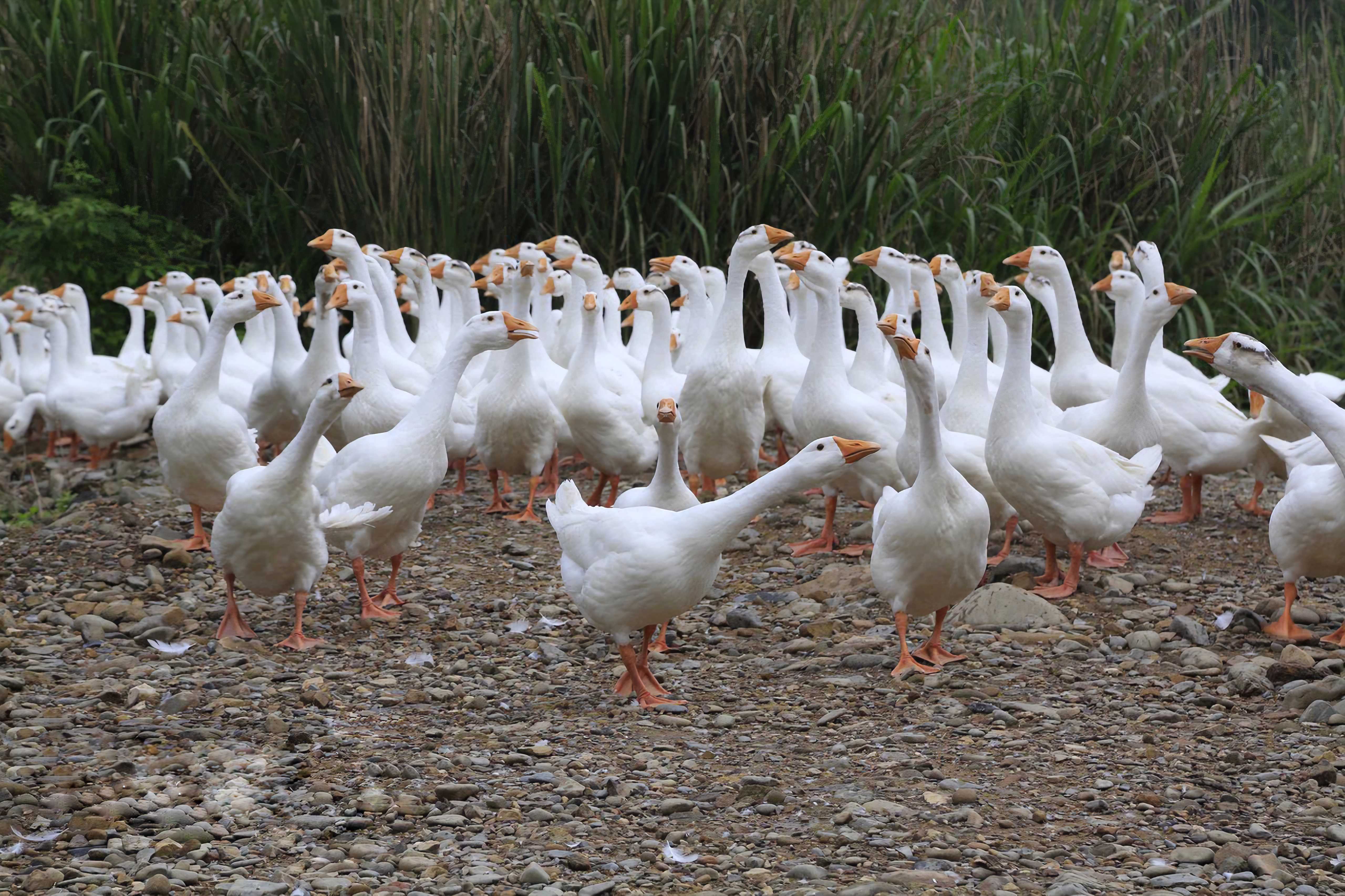 三花白鹅绒 WHITE GOOSE DOWN