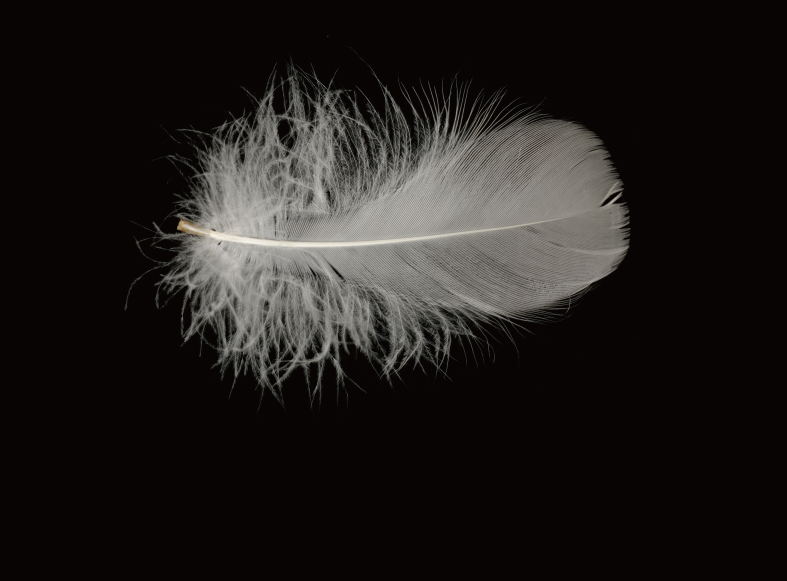 Feather