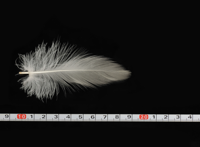 Long Feather 