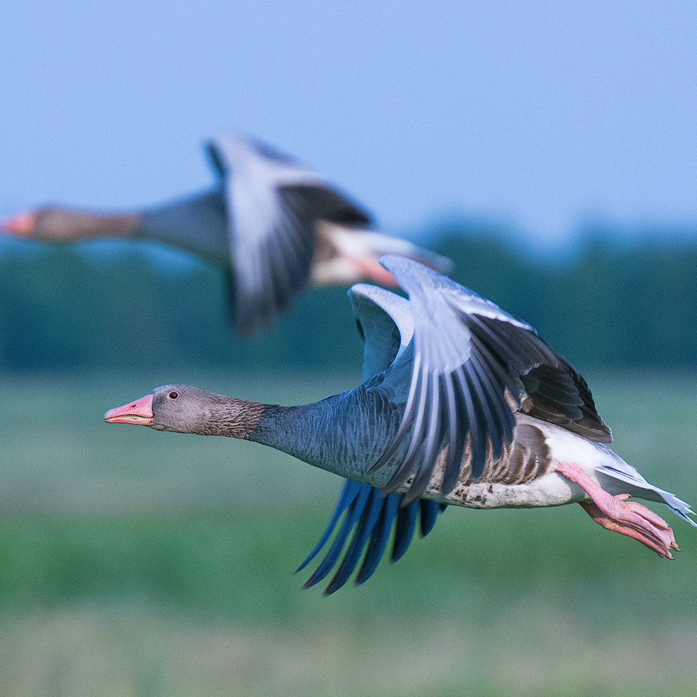 西伯利亚灰鹅 （沙德林斯克鹅）