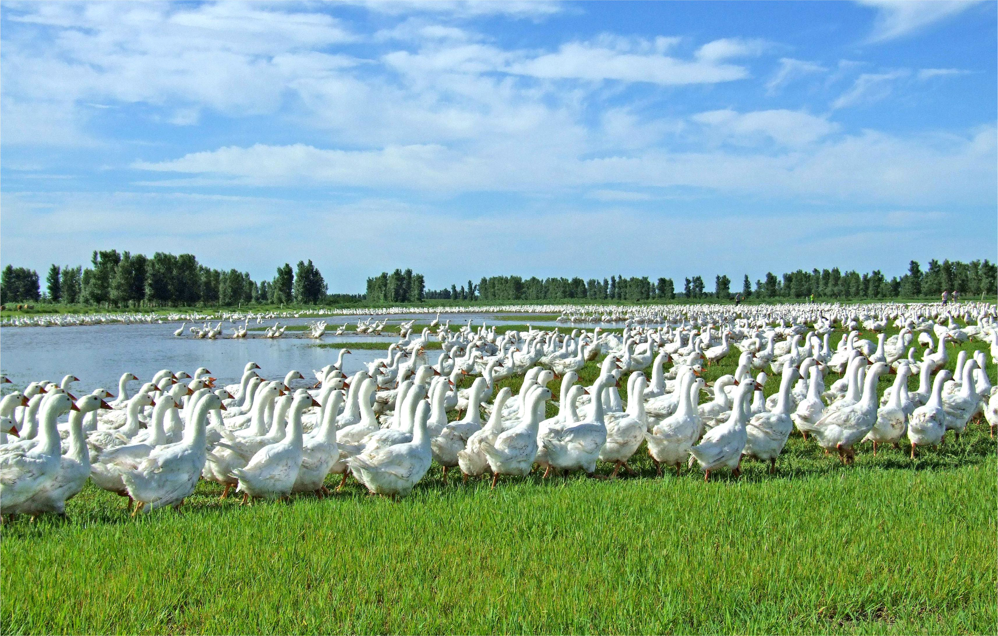 HORTOBAGYI® WHITE GOOSE DOWN