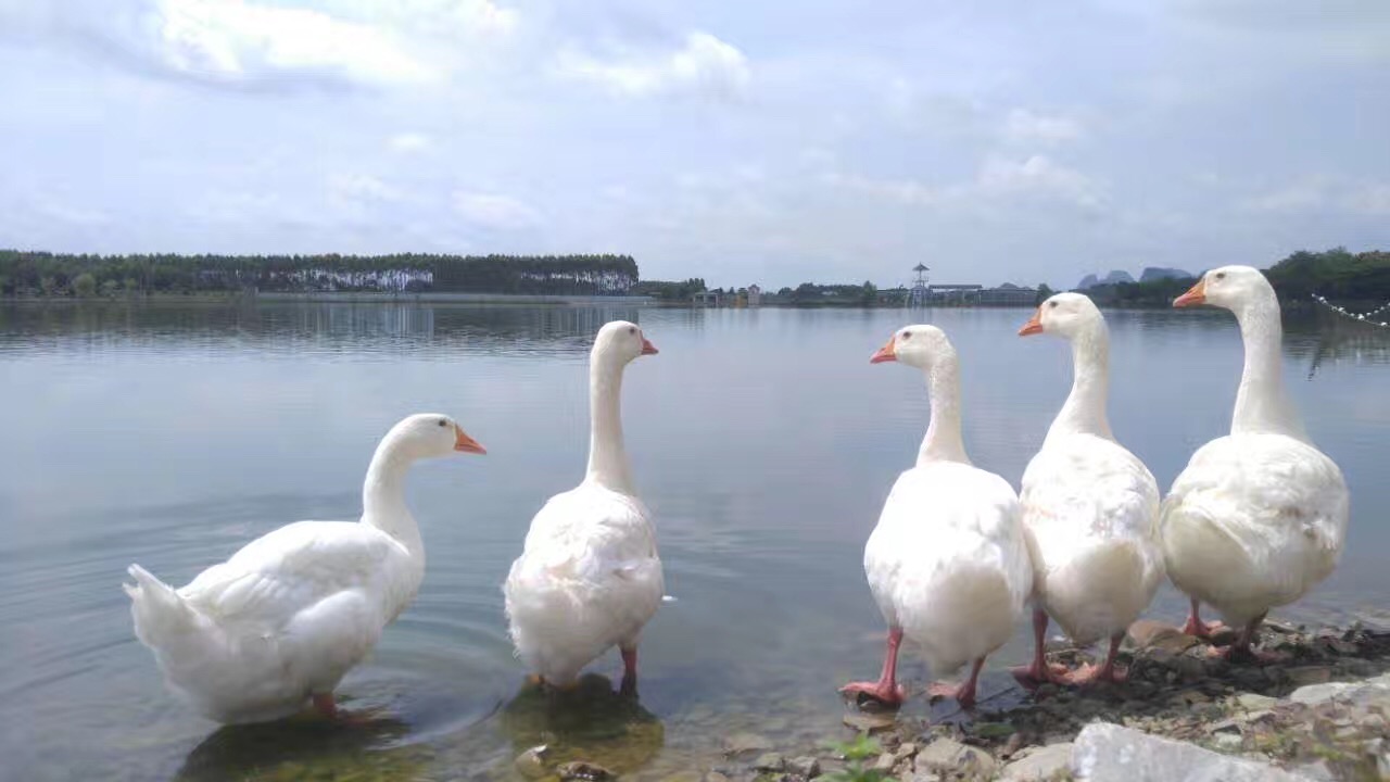 WHITE ROMAN  WHITE GOOSE DOWN