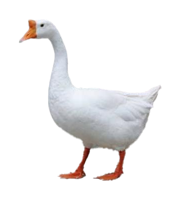 WHITE GOOSE DOWN