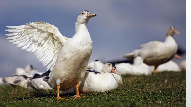 SPANISH NAVARRA WHITE DUCK DOWN