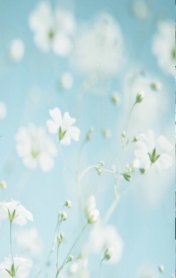 WHITE DUCK DOWN(LAVENDER TREATED)