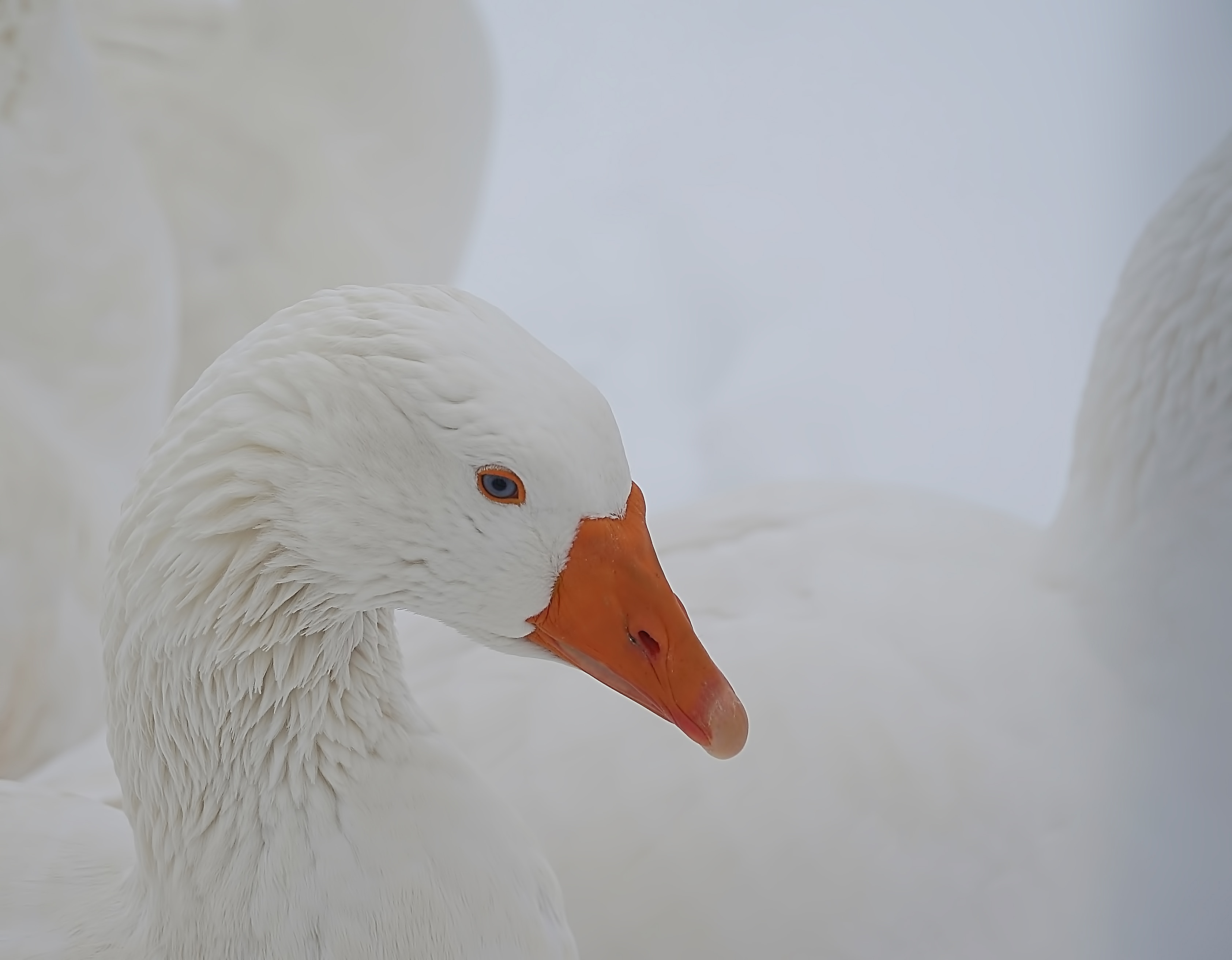 BRITISH WHITE GOOSE DOWN