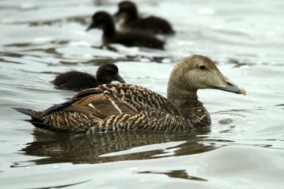 ICELANDIC EIDER DOWN