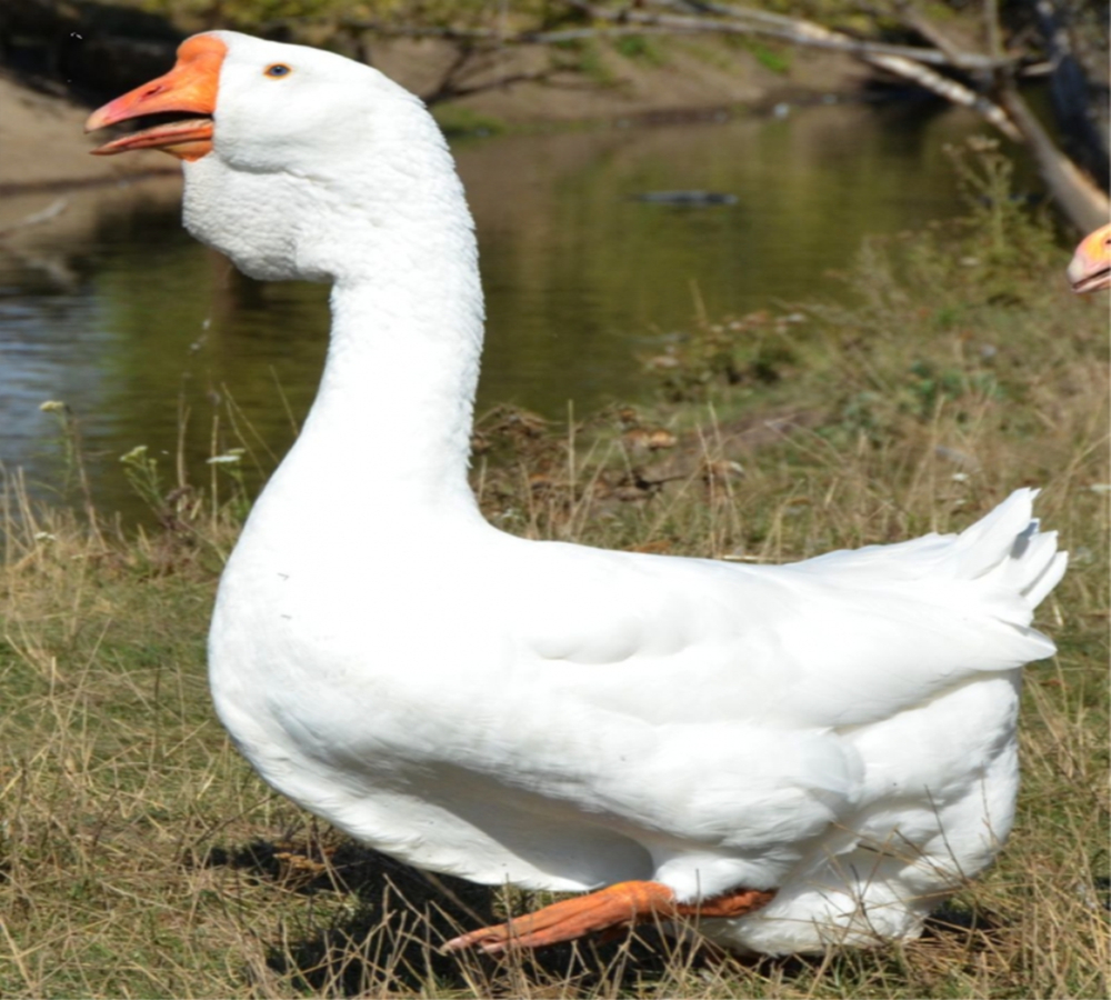 SIBERIAN WHITE GOOSE DOWN